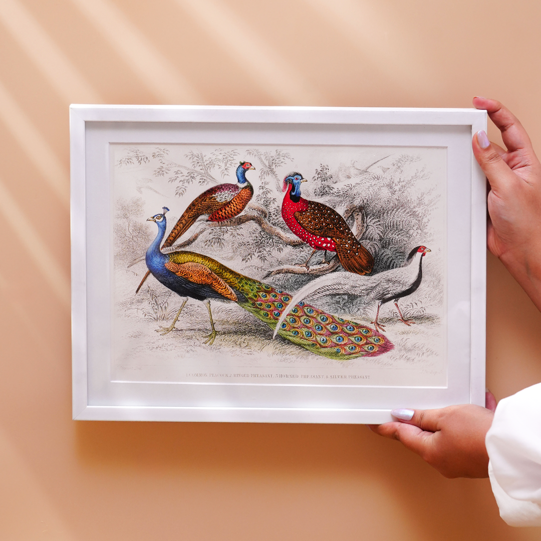 Vintage Peacock & Pheasants