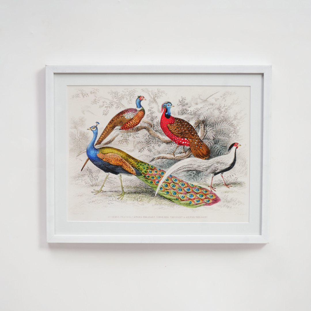 Vintage Peacock & Pheasants