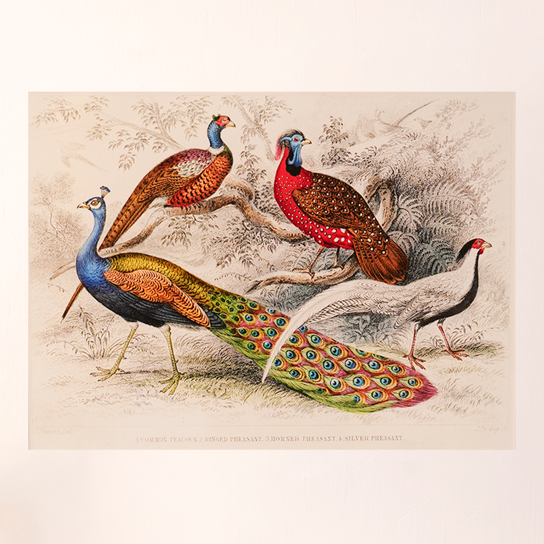 Vintage Peacock & Pheasants