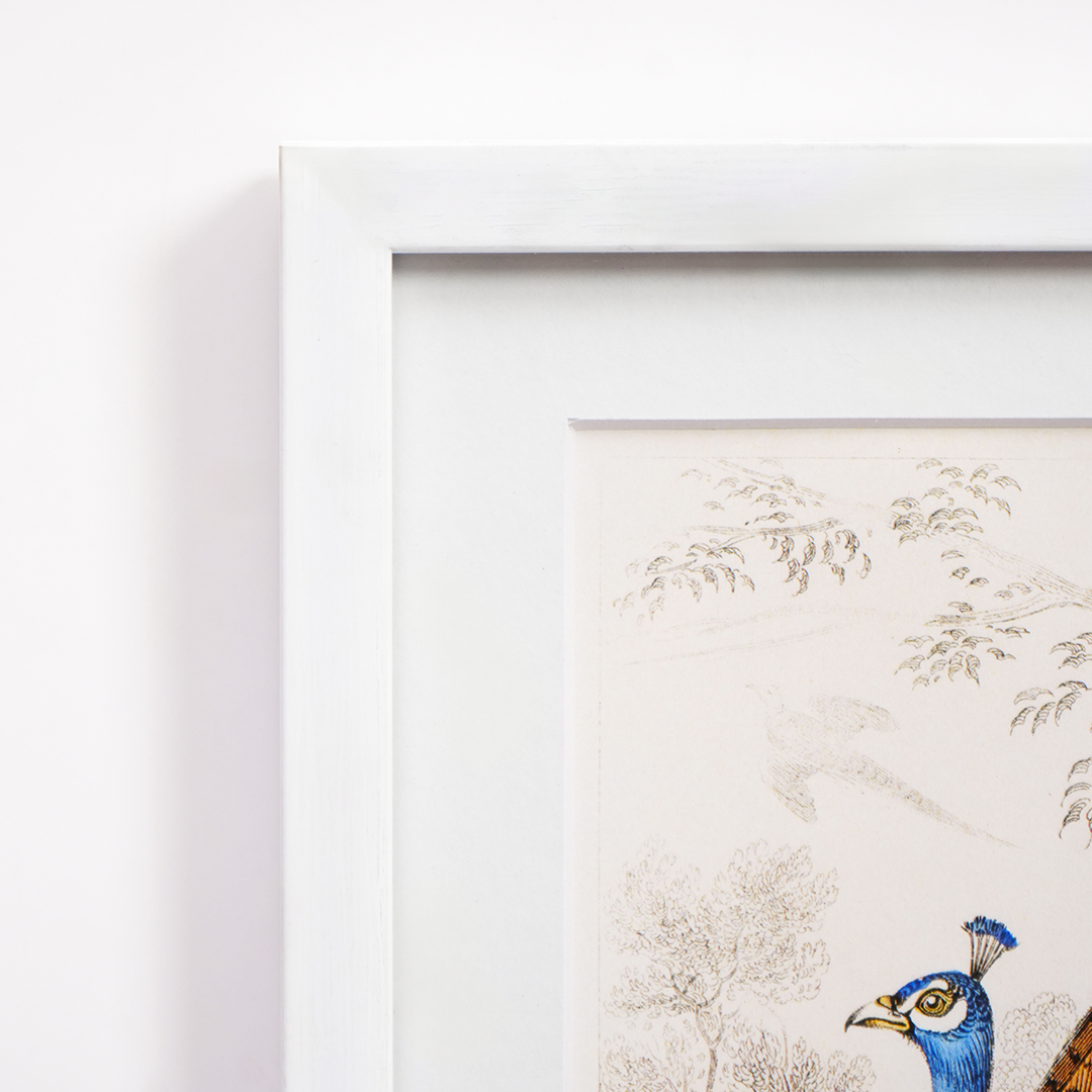 Vintage Peacock & Pheasants