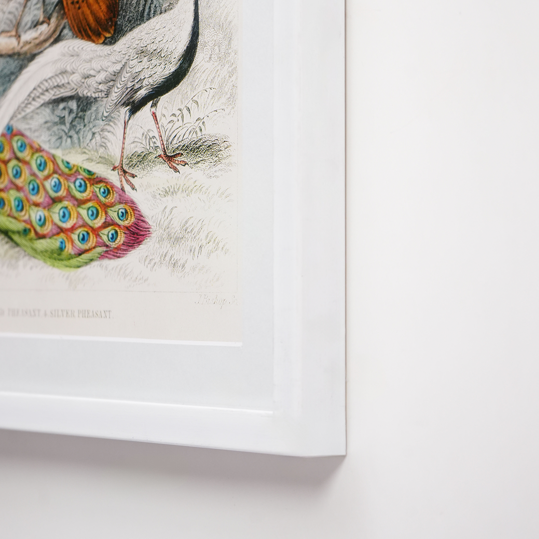 Vintage Peacock & Pheasants